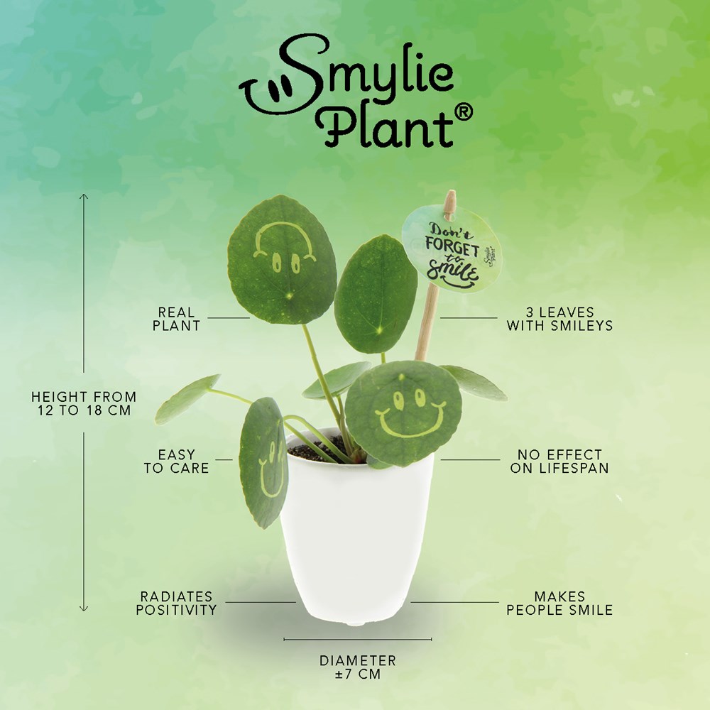 Smylieplant® Happy im Pappbecher (small), In Geschenkbox