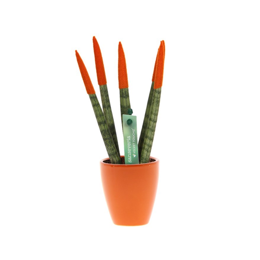 Sansevieria TOP-line - Velvet Touchz® small, In Geschenkbox, Orange