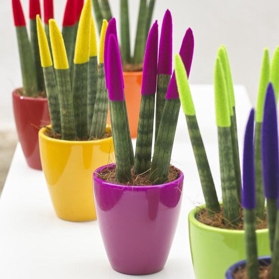 Sansevieria TOP-line - Velvet Touchz® small, In Geschenkbox, Orange