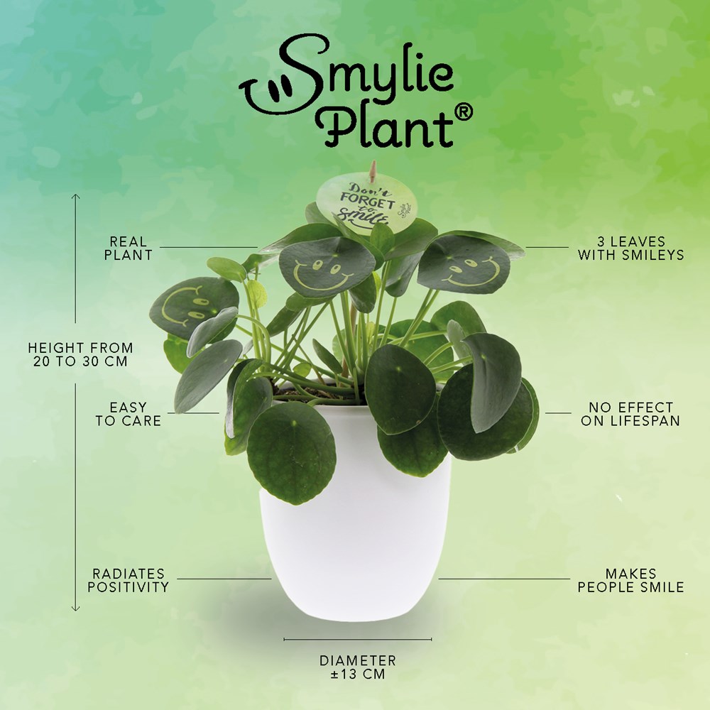 Smylieplant® Love im Keramiktopf (large), In schützender Pflanzenschutzhülle