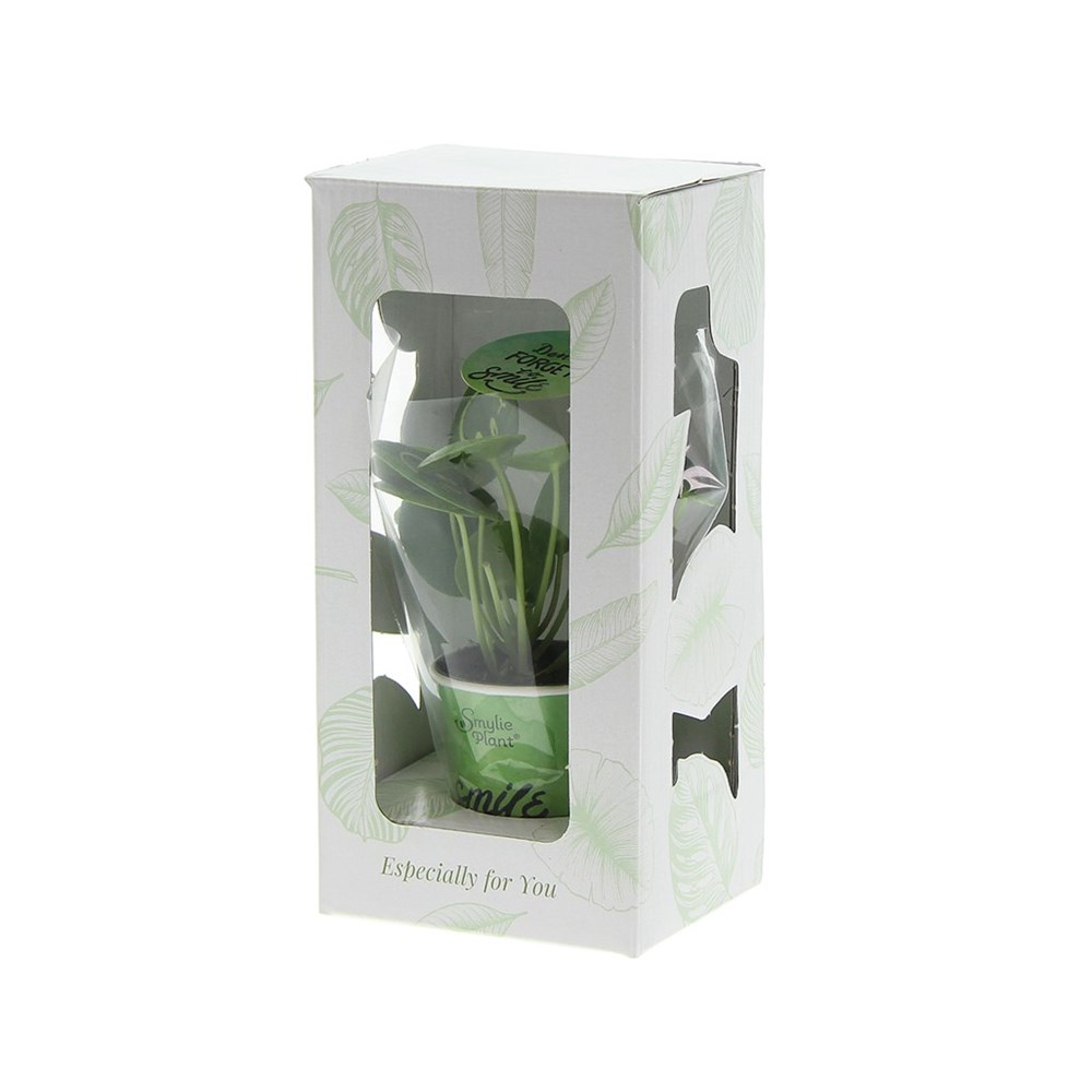 Smylieplant® Happy im Pappbecher (small), In Geschenkbox