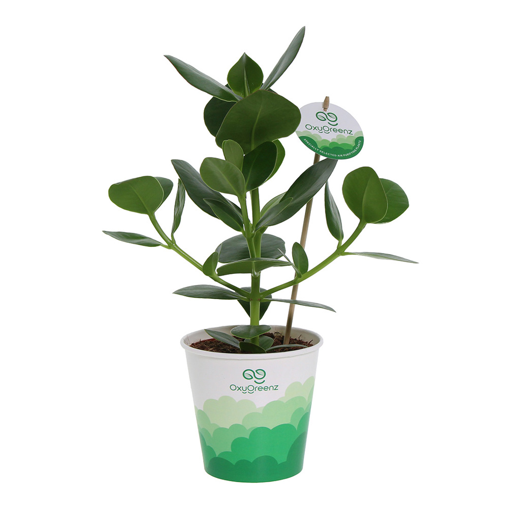 OxyGreenz® - Clusia rosea in papercup, Ohne Verpackung