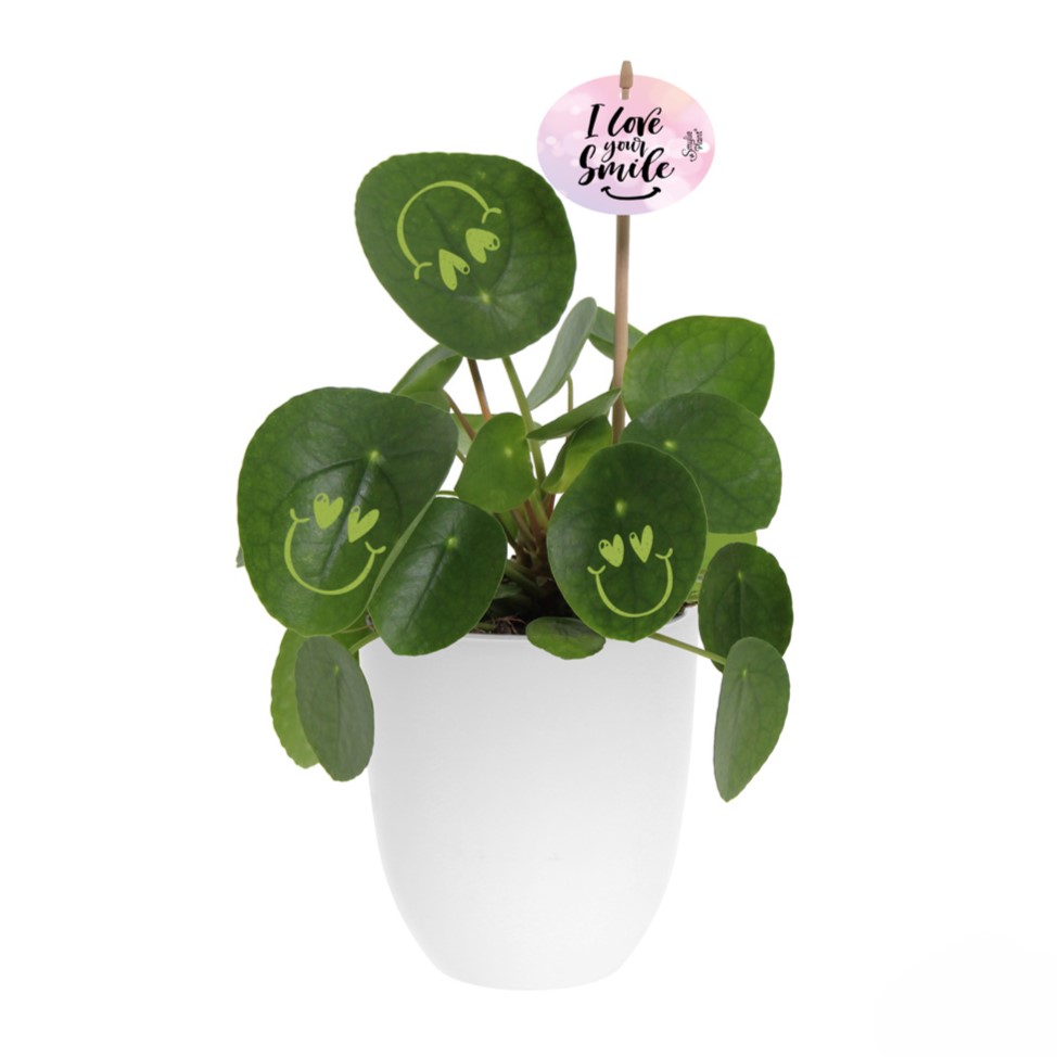 Smylieplant® Love im Keramiktopf (large), In schützender Pflanzenschutzhülle