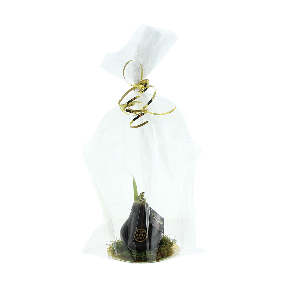 No Water Flowers® - Waxz® on golden dish, In Geschenkbox, Orange