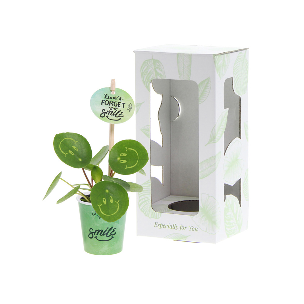 Smylieplant® Happy im Pappbecher (small), In Geschenkbox