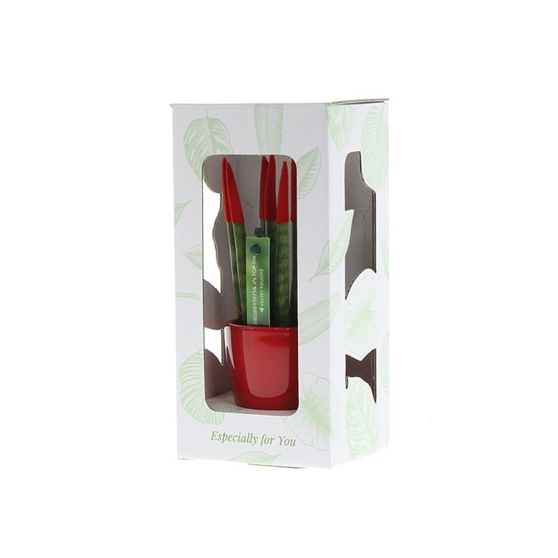 Sansevieria TOP-line - Velvet Touchz® small, In Geschenkbox, Orange