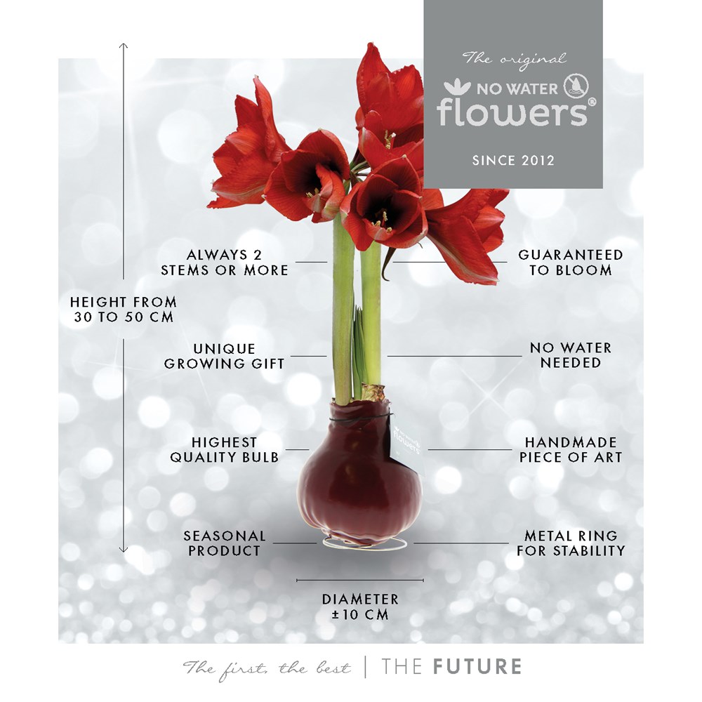 No Water Flowers® - Waxz® on golden dish, In Geschenkbox, Orange