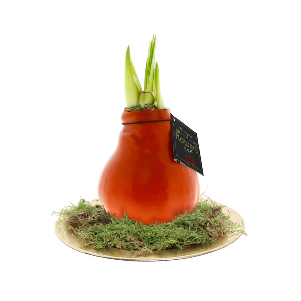 No Water Flowers® - Waxz® on golden dish, In Geschenkbox, Orange